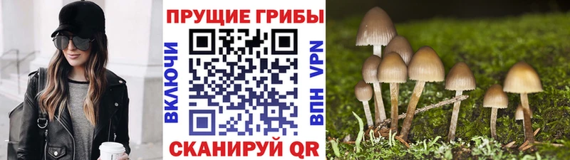 Купить  Заводоуковск  Псилоцибиновые грибы Psilocybe 